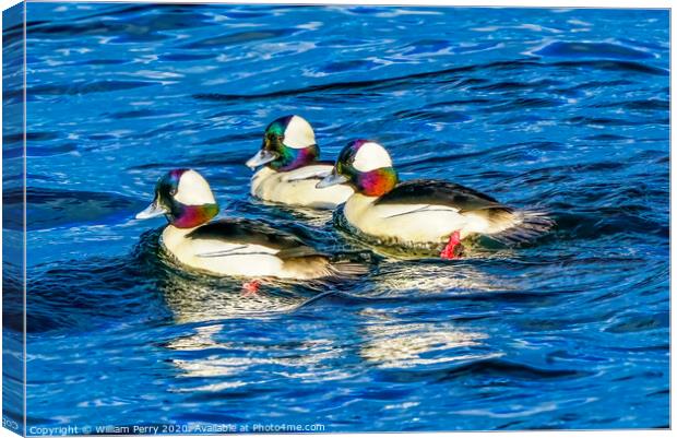 Bufflehead Ducks Lake Washington Bellevue Canvas Print by William Perry