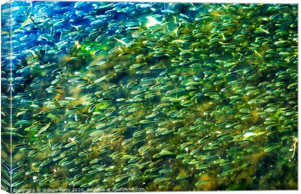 Menhaden Pogy Fish Swarm Padanaram Harbor Dartmouth Massachusetts Canvas Print by William Perry