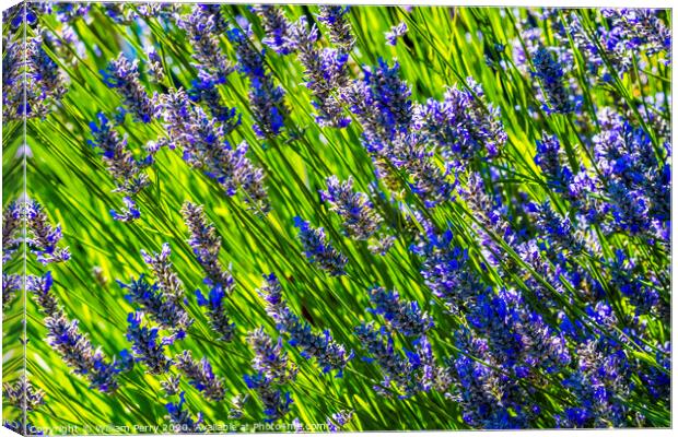 Purple Lavendar Blossoms Blooming Macro Washington  Canvas Print by William Perry