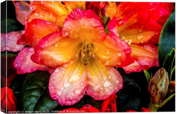 Pink Orange Peach Rhododendron Blooming Macro Canvas Print by William Perry