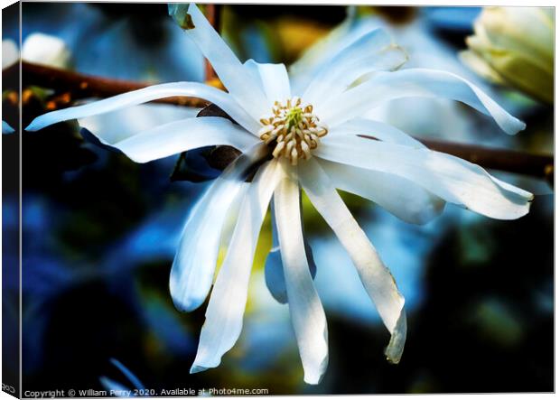 White Star Magnolia Blooming Macro Washington  Canvas Print by William Perry