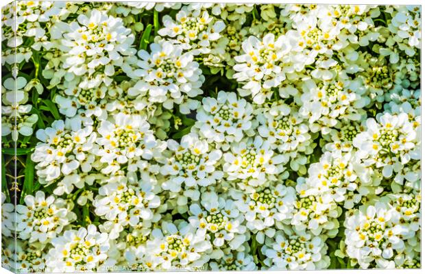 White Yarrow Flowers Shrub Blooming Macro Canvas Print by William Perry
