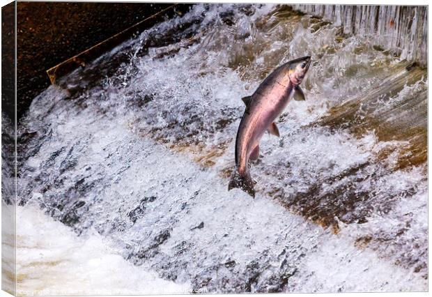 Chinook Coho Salmon Jumping Issaquah Hatchery Washington State Canvas Print by William Perry