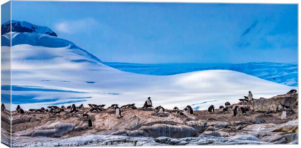 Gentoo Penguins Rookery Snow Mountains Damoy Point Antarctica Canvas Print by William Perry