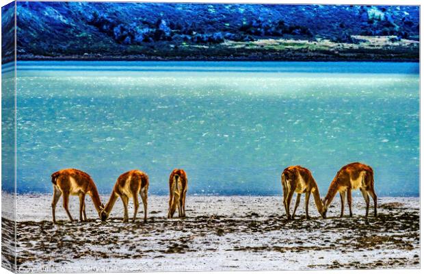 Atacama Salt Flats Wild Guanacos Torres del Paine  Canvas Print by William Perry