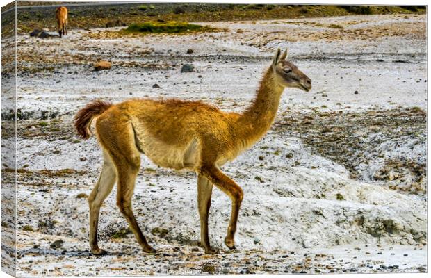 Guanaco Wild Lama Torres del Paine National Park C Canvas Print by William Perry