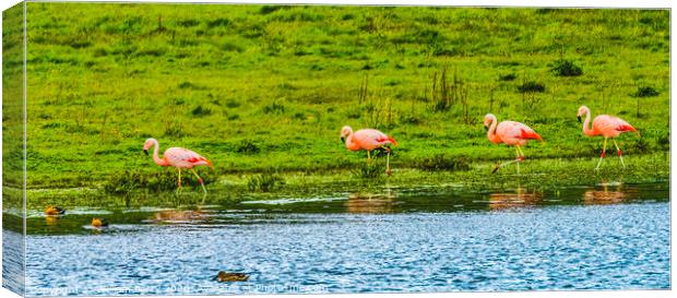 Pink Chilean Flamingos Torres del Paine National Park Chile Canvas Print by William Perry