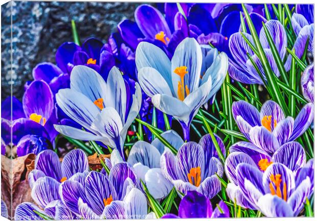 Blue Purple White Crocuses Blossom Blooming Macro Washington Canvas Print by William Perry