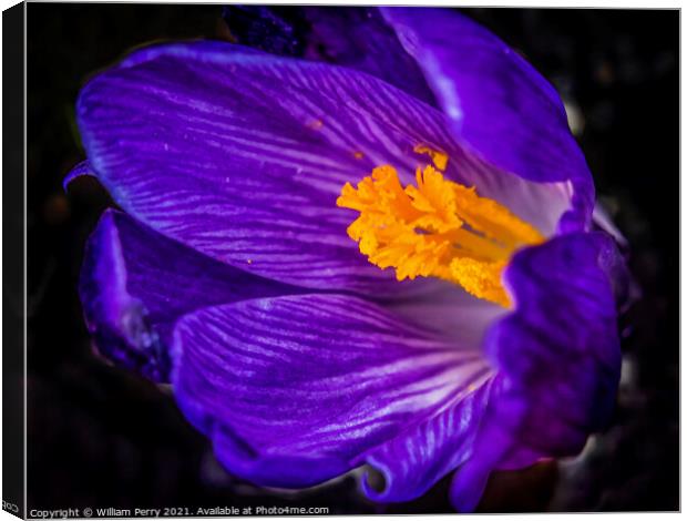 Blue Purple Crocus Blossom Blooming Macro Washington Canvas Print by William Perry