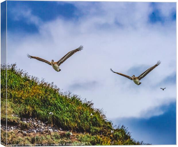 Brown Pelicans Flying Murre Nests Seabirds Haystack Rock Canon B Canvas Print by William Perry
