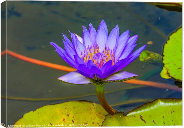 Blue Water Lily Moorea Tahiti Canvas Print by William Perry