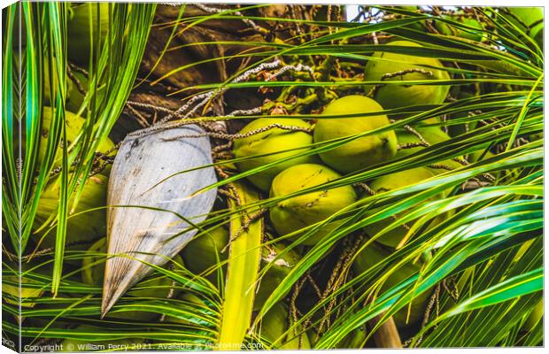 Green Coconuts Palm Tree Moorea Tahiti Canvas Print by William Perry