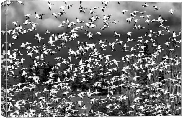 Thousands Snow Geese Flying Skagit Valley Washington Canvas Print by William Perry
