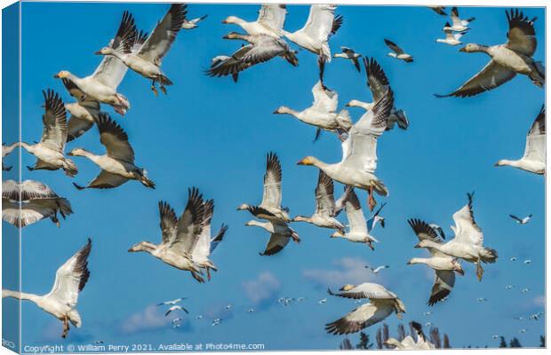 Snow Geese Flying Mountains Skagit Valley Washington Canvas Print by William Perry