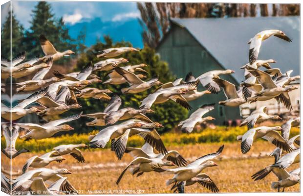 Many Snow Geese Flying Skagit Valley Washington Canvas Print by William Perry