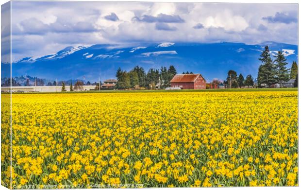 Yellow Daffodils Fields Flowers Skagit Valley Washington State Canvas Print by William Perry