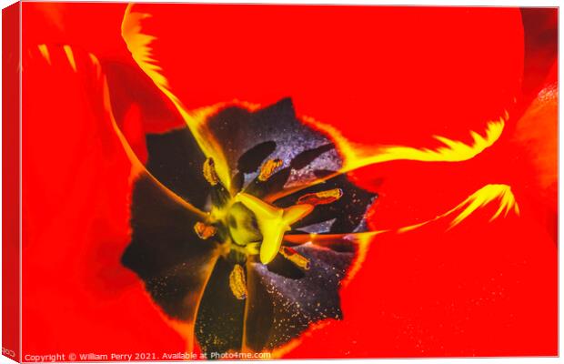 Big Red Yellow Banja Luka Tulip Petals Blooming Macro Canvas Print by William Perry
