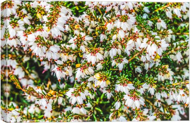 Springwood White Heather Blooming Macro Canvas Print by William Perry