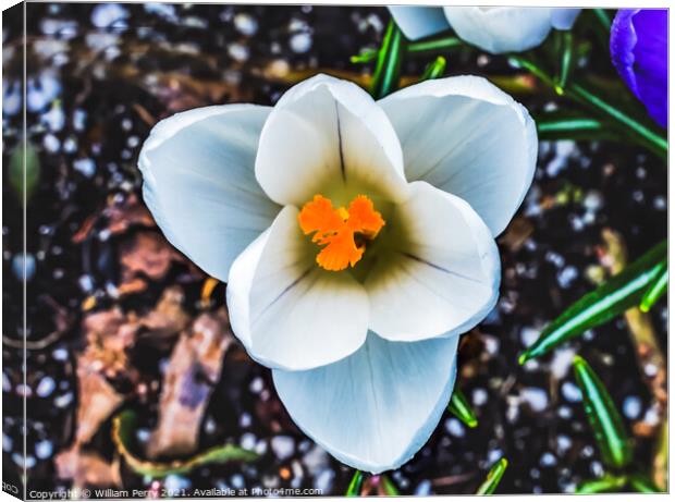 White Yellow Crocus Blossom Blooming Macro Washington Canvas Print by William Perry