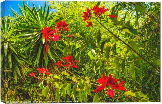 Red Poinsettia Blooming Macro Puebla Mexico Canvas Print by William Perry