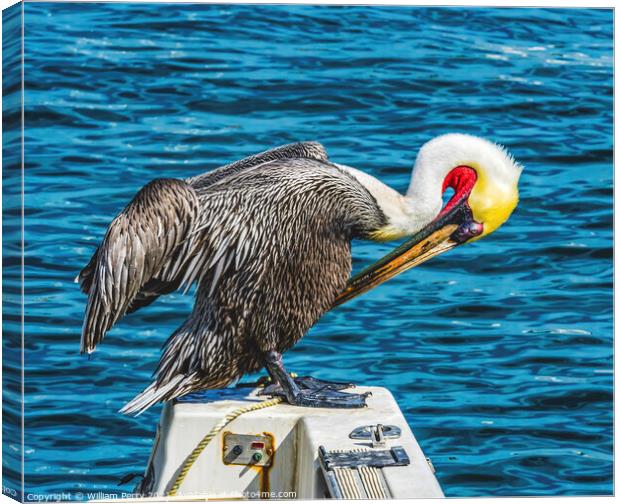 Brown Pelican Marina Boats Cabo San Lucas Mexico Canvas Print by William Perry