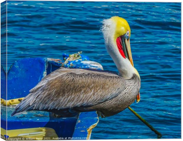 Brown Pelican Marina Boat Cabo San Lucas Mexico Canvas Print by William Perry
