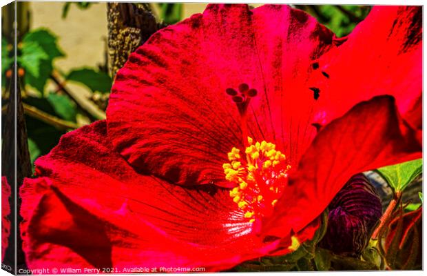Red Painted Lady Tropical Hibiscus Flower Los Cabos Mexico Canvas Print by William Perry