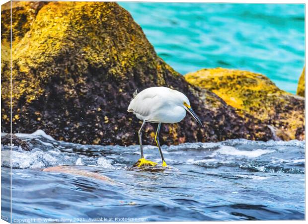 Snowy White Egret Cabo San Lucas Mexico Canvas Print by William Perry