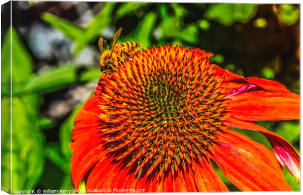 Honey Bee Orange Coneflower Blooming Macro Canvas Print by William Perry
