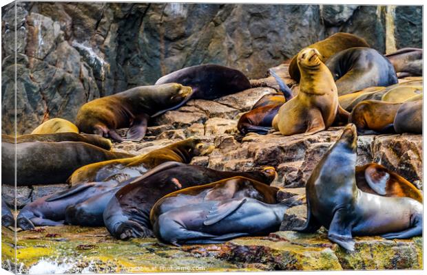 California Sea Lions Cabo San Lucas Mexico Canvas Print by William Perry