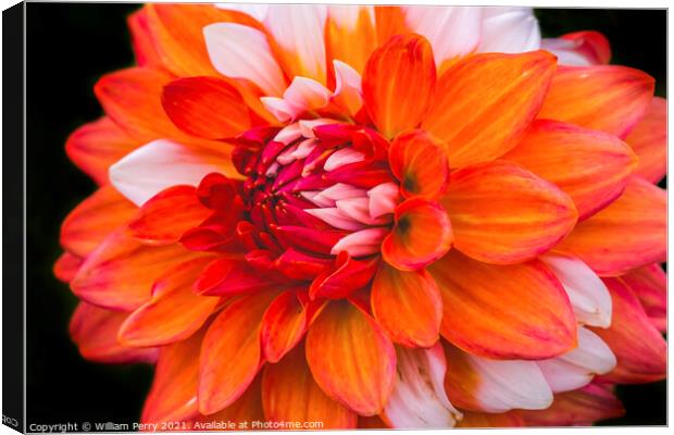 Orange White A La Mode Dahlia Blooming Macro Canvas Print by William Perry