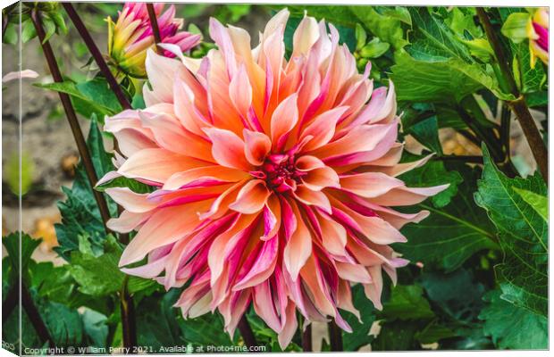 Coral Apricot Pink Rose Labyrinth Dahlia Blooming Macro Canvas Print by William Perry
