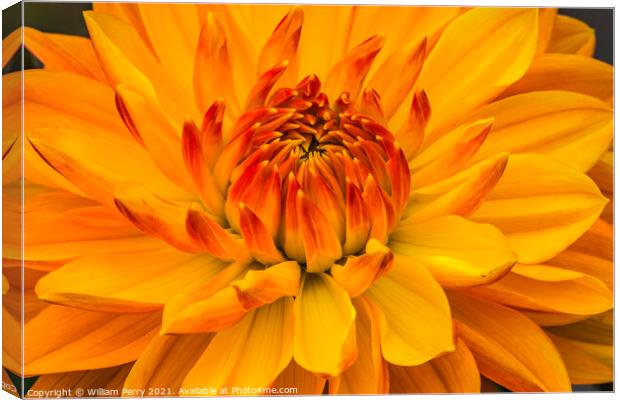 Yellow Orange Dahlia Blooming Macro Canvas Print by William Perry