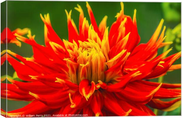 Red Yellow Show N Tell Dahlia Blooming Macro Canvas Print by William Perry