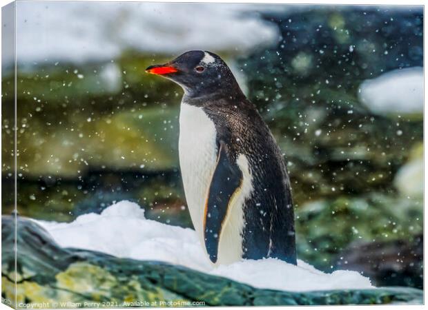 Gentoo Penguin Paradise Bay Skintorp Cove Antarctica Canvas Print by William Perry