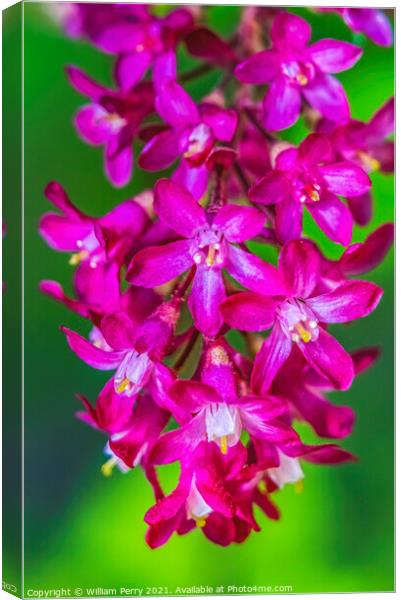Pink Flowering Currant Blooming Macro Canvas Print by William Perry