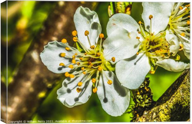 White Plum Blossom Blooming Canvas Print by William Perry