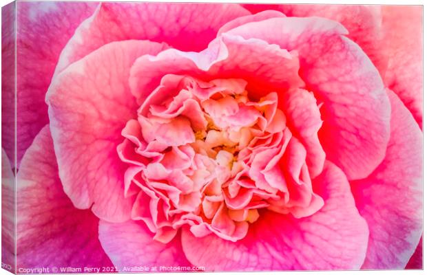 Pink Camellia Reticulata Blooming Macro Canvas Print by William Perry