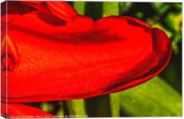 Red Darwin Tulip Petal Blooming Canvas Print by William Perry