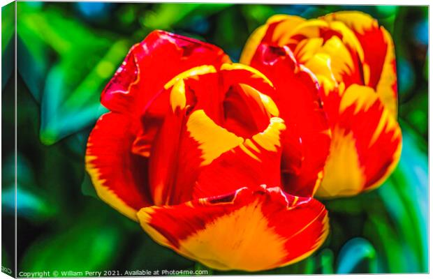 Red Yellow Banja Luka Tulips Blooming Macro Canvas Print by William Perry