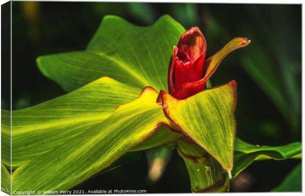 Green Red Leaves African Arrowroot Canvas Print by William Perry