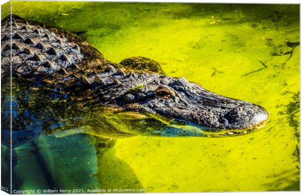 Large Powerful Alligator Canvas Print by William Perry