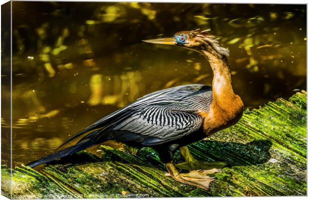 American Anhinga Darter Water Bird  Canvas Print by William Perry