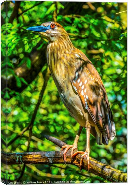 Juevinile Yellow-Crowned Heron Looking For Fish Florida Canvas Print by William Perry