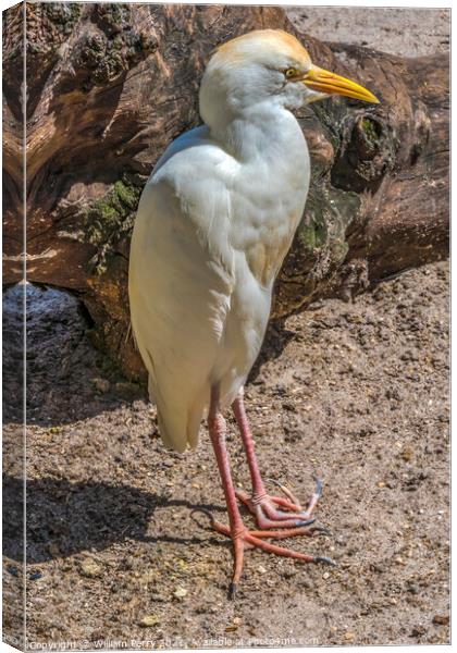 White Cattle Egret Florida Canvas Print by William Perry