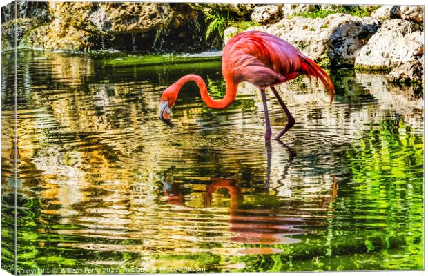 Colorful Pink American Flamingo Reflections Florida Canvas Print by William Perry