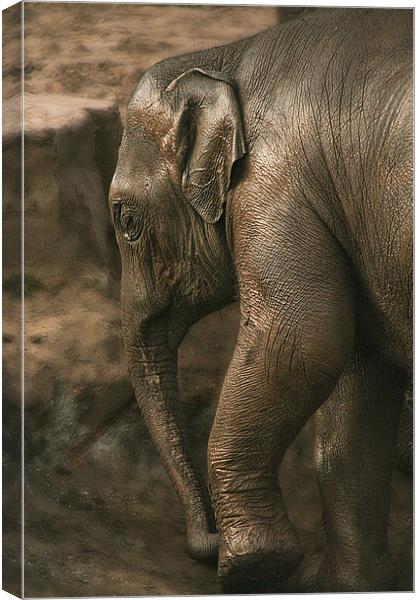 Juvenile Asian Elephant Canvas Print by Wayne Molyneux
