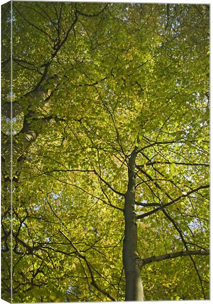 Woodland Canopy Canvas Print by Wayne Molyneux
