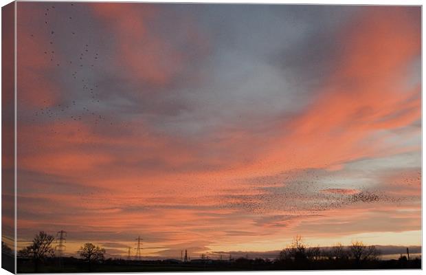 Starlings over Crewe Canvas Print by Wayne Molyneux