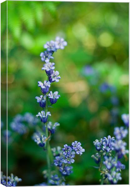 Parrots Drumble Bluebells Canvas Print by Wayne Molyneux